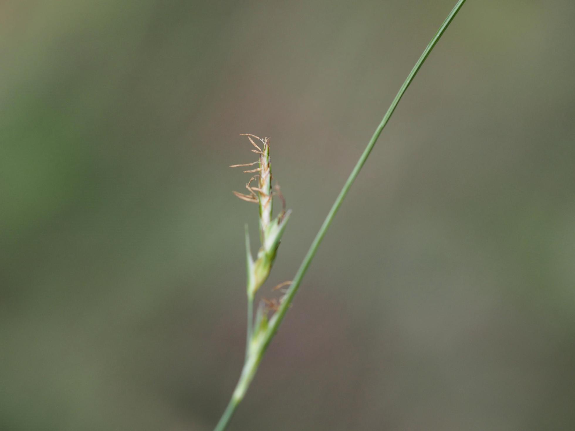 Sedge, Curved-beak